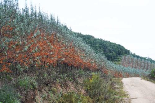 逐夢綠富美 龍江森工集團傾力推進植樹造林與林業產業發展